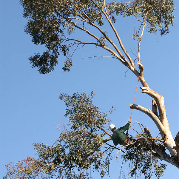 man tree cutting