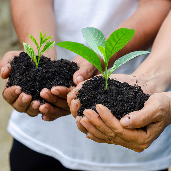 trees growing seedlings