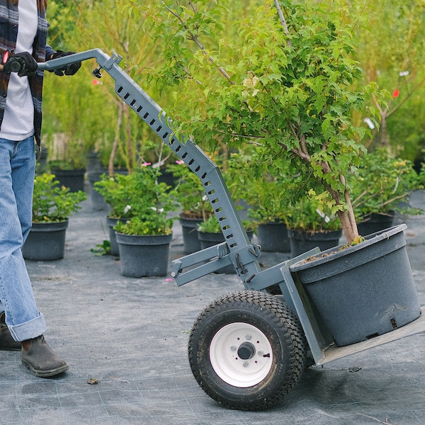 carrying tree for planting